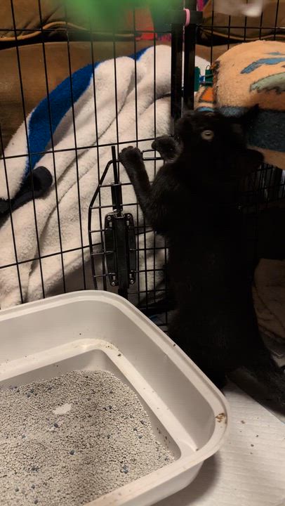 Enlarge Tigger , Houdini, Baby & Sweet Pea kittens, a ADOPTABLE Domestic Short Hair in Staten island, NY video 5/5