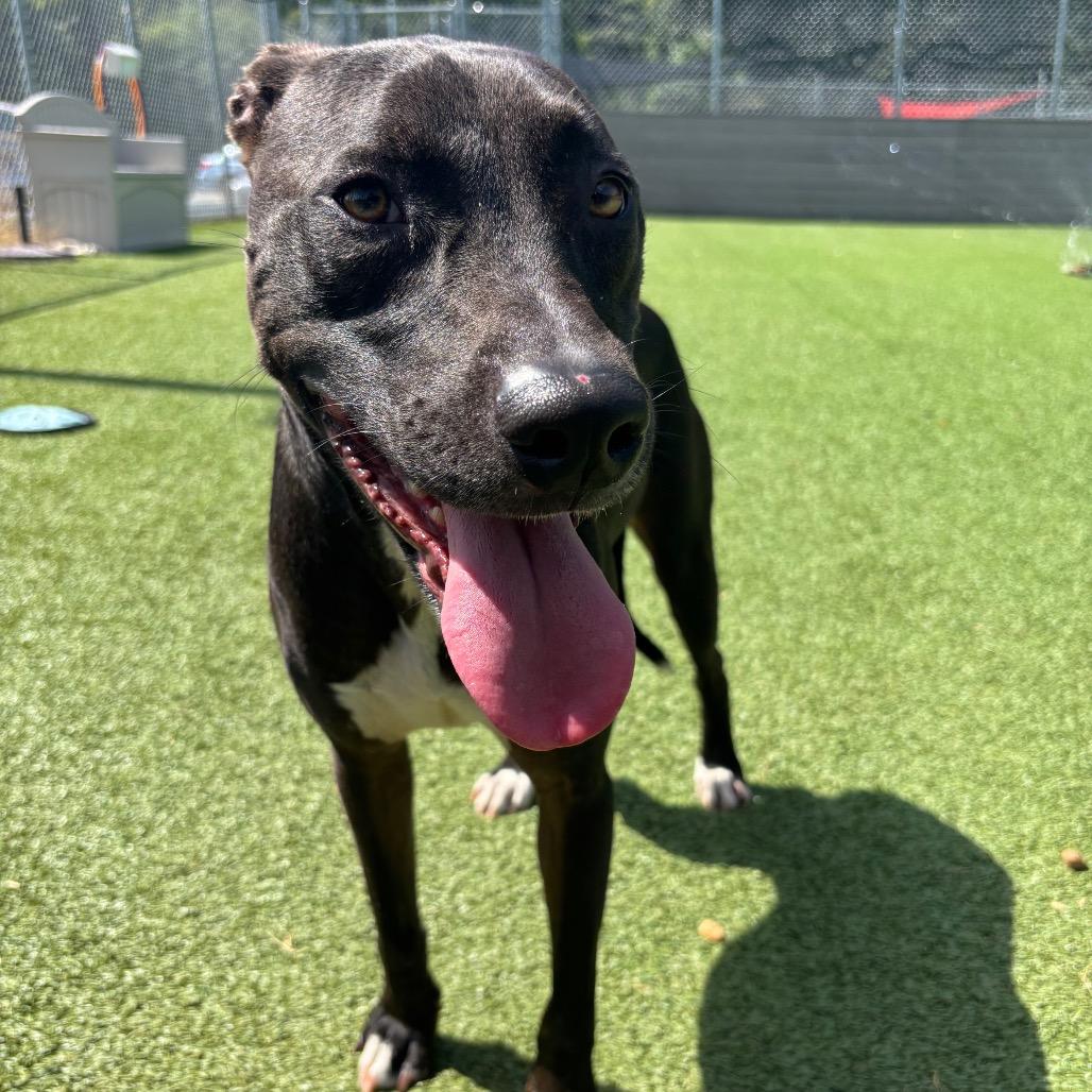 Maybelle, Adoptable, Adult Female Terrier.