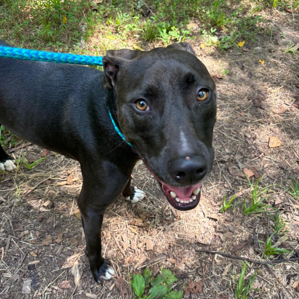 Enlarge Maybelle, a Adoptable Terrier in Chattanooga, TN image 2/3