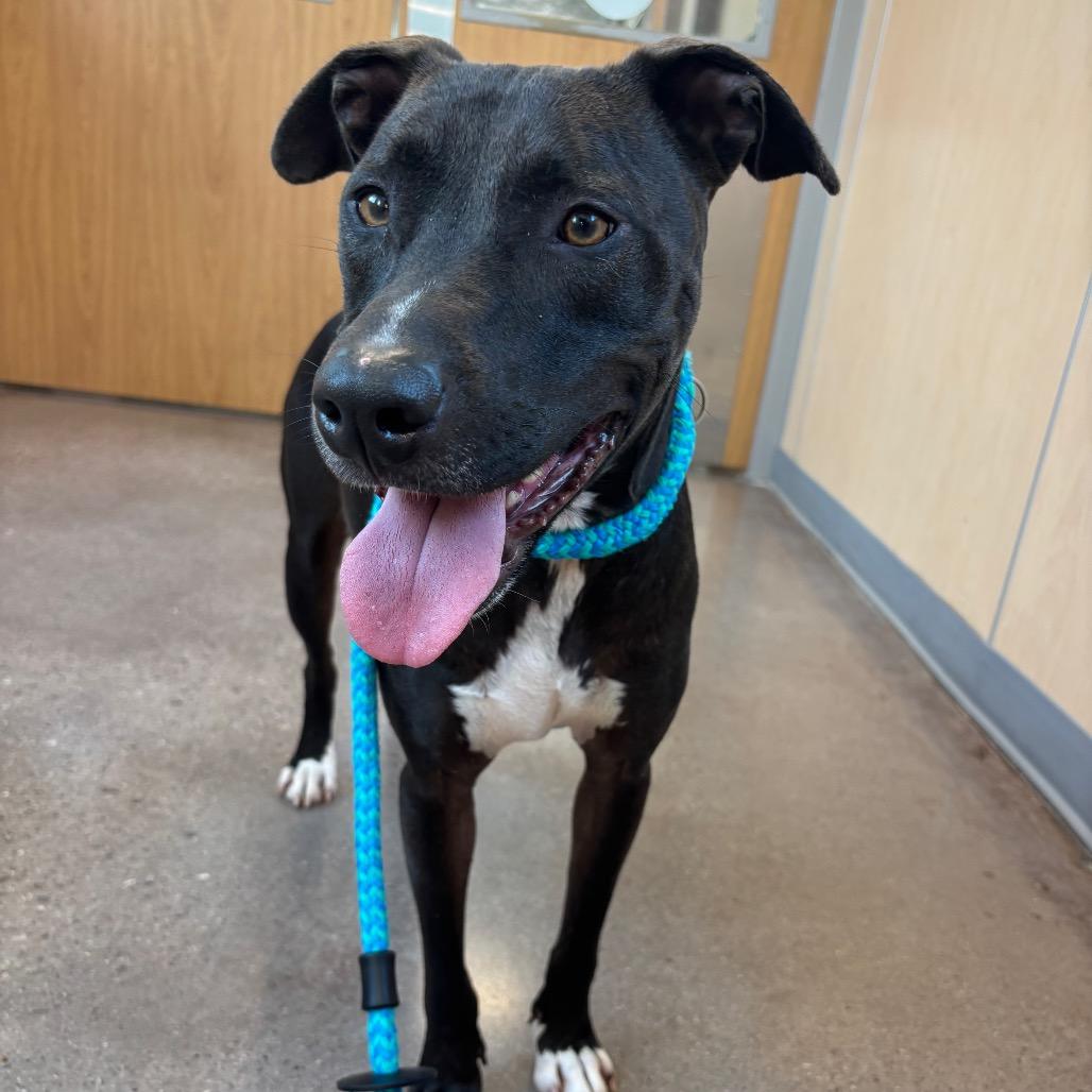 Enlarge Maybelle, a Adoptable Terrier in Chattanooga, TN image 3/3
