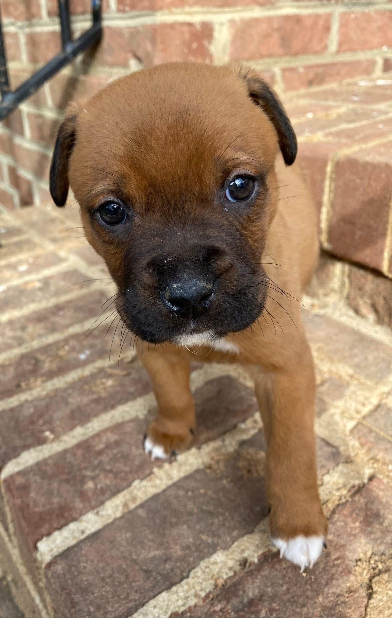 Enlarge Buddy, an adopted mixed breed in Kannapolis, NC image 2/3
