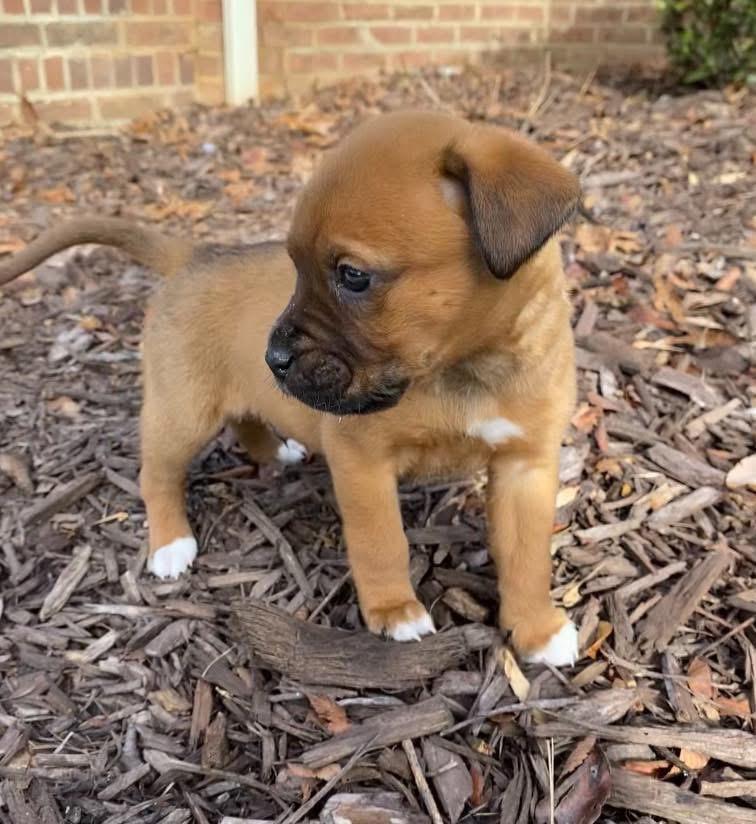 Buddy, adopted, Puppy Male American Staffordshire Terrier & American Bulldog.
