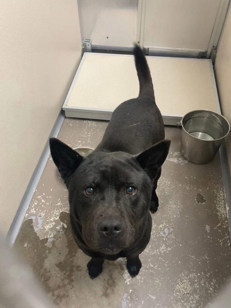 Enlarge Kenny, a Adoptable mixed breed in Little Rock, AR image 1/2