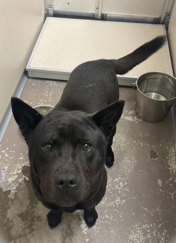 Enlarge Kenny, a Adoptable mixed breed in Little Rock, AR image 2/2