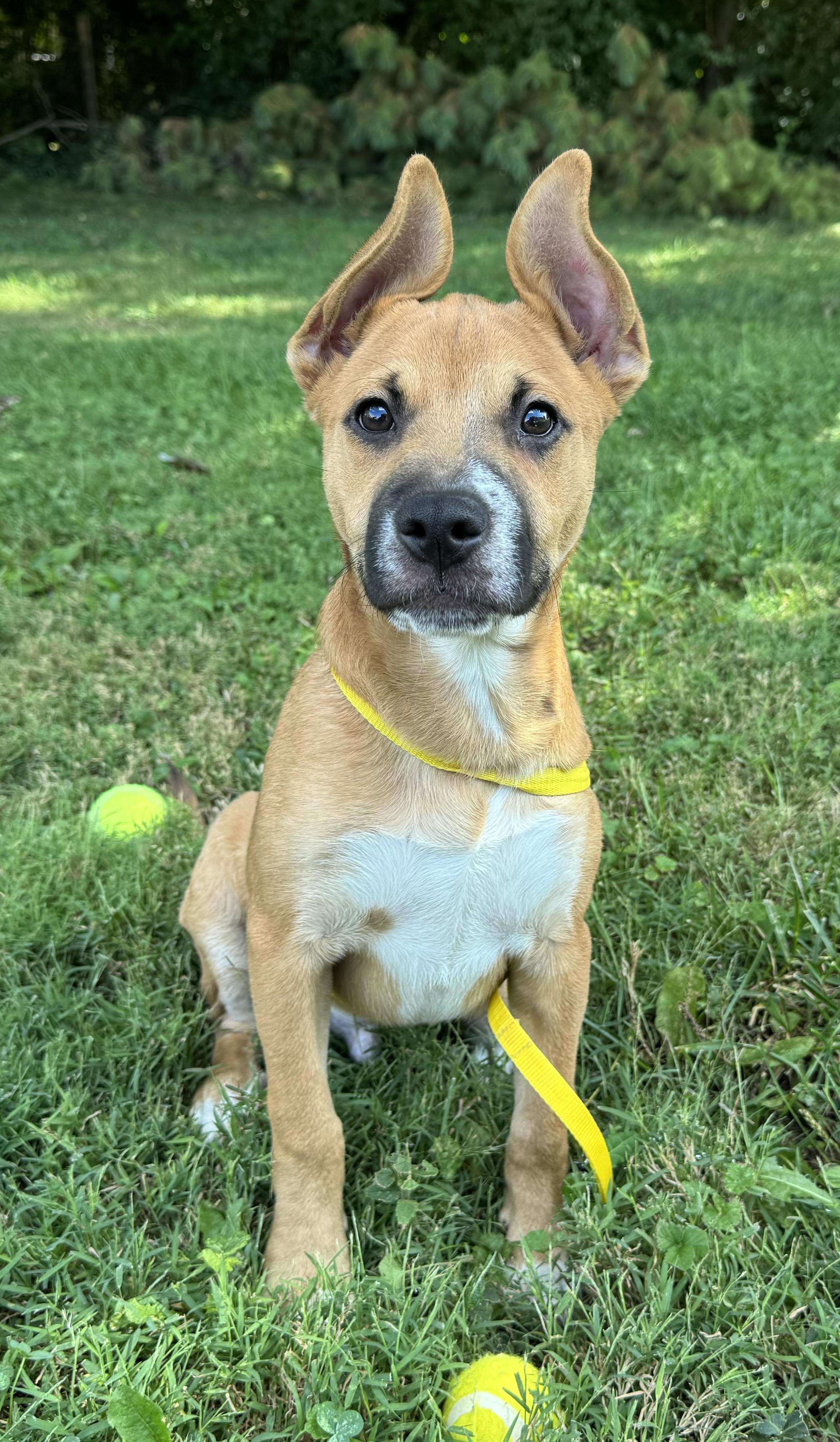Enlarge Libra, a Adoptable mixed breed in Indianapolis, IN image 3/6