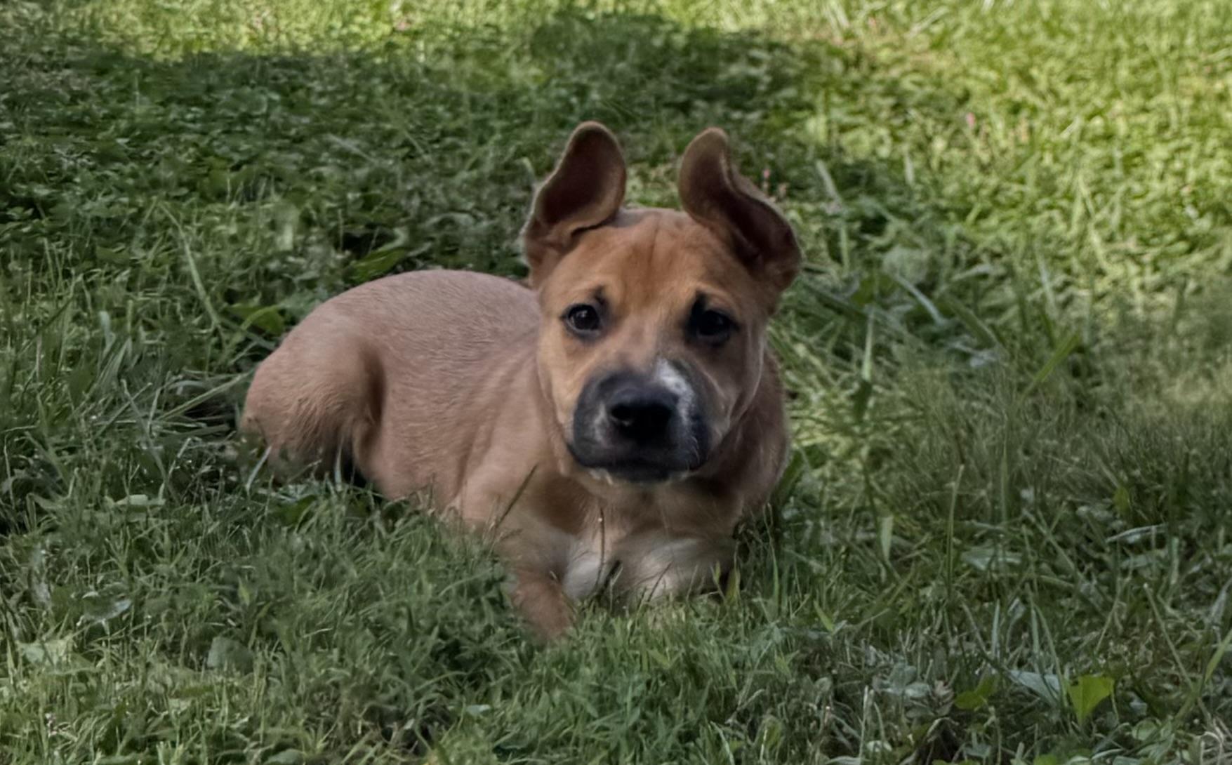 Enlarge Libra, a Adoptable mixed breed in Indianapolis, IN image 6/6