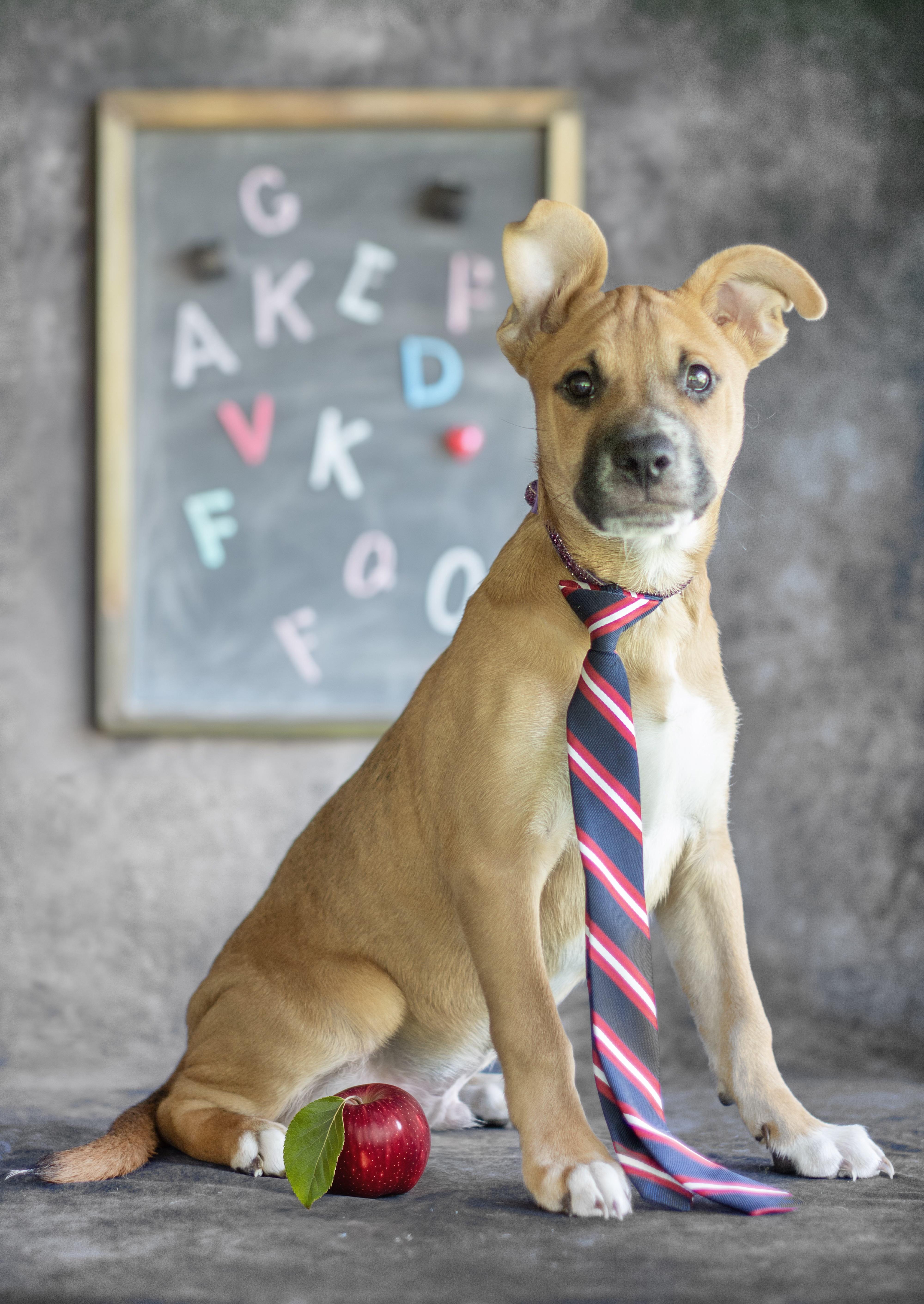 Libra, ADOPTABLE, Puppy Male German Shepherd Dog & Labrador Retriever.