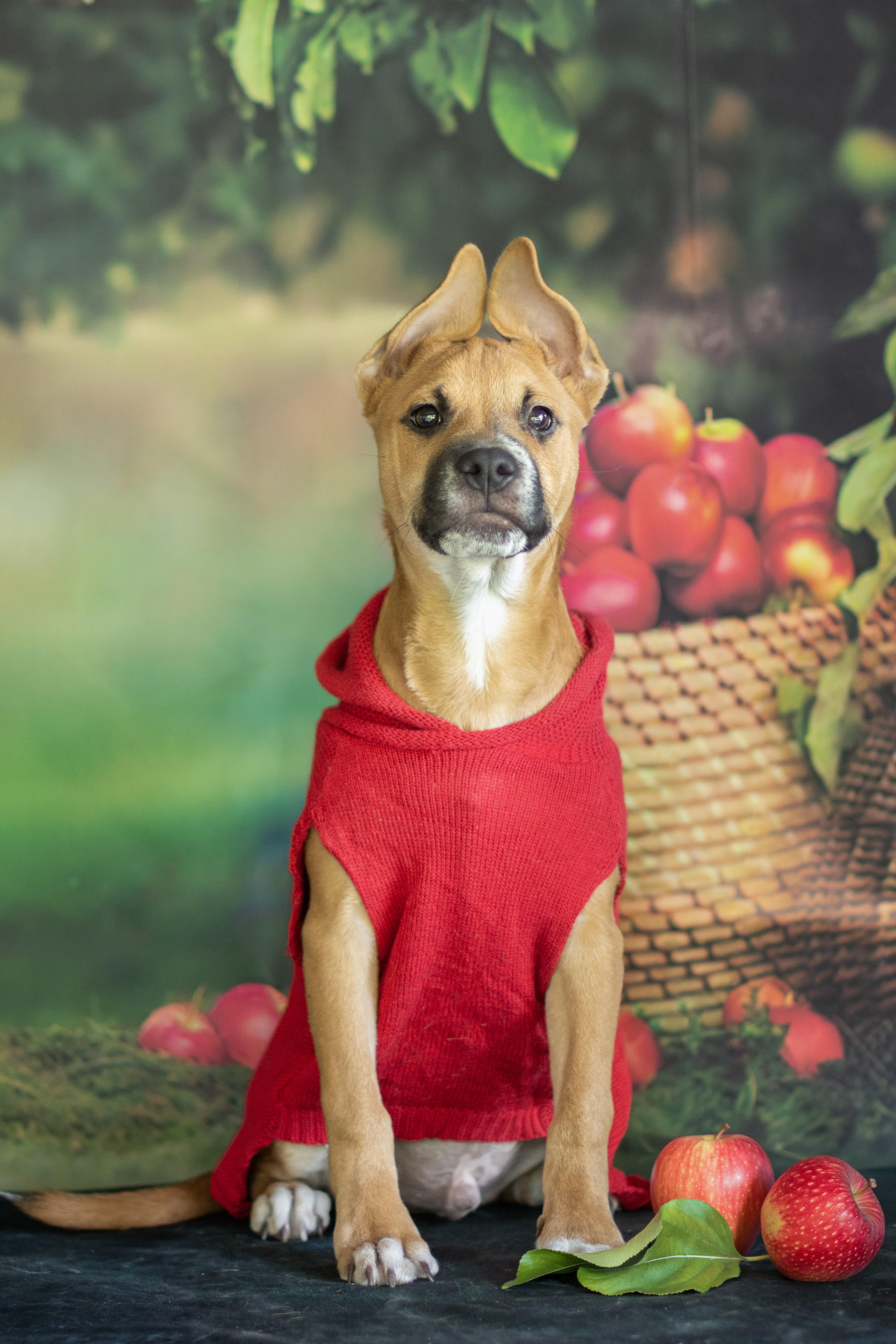 Libra, Adoptable, Puppy Male German Shepherd Dog & Labrador Retriever.
