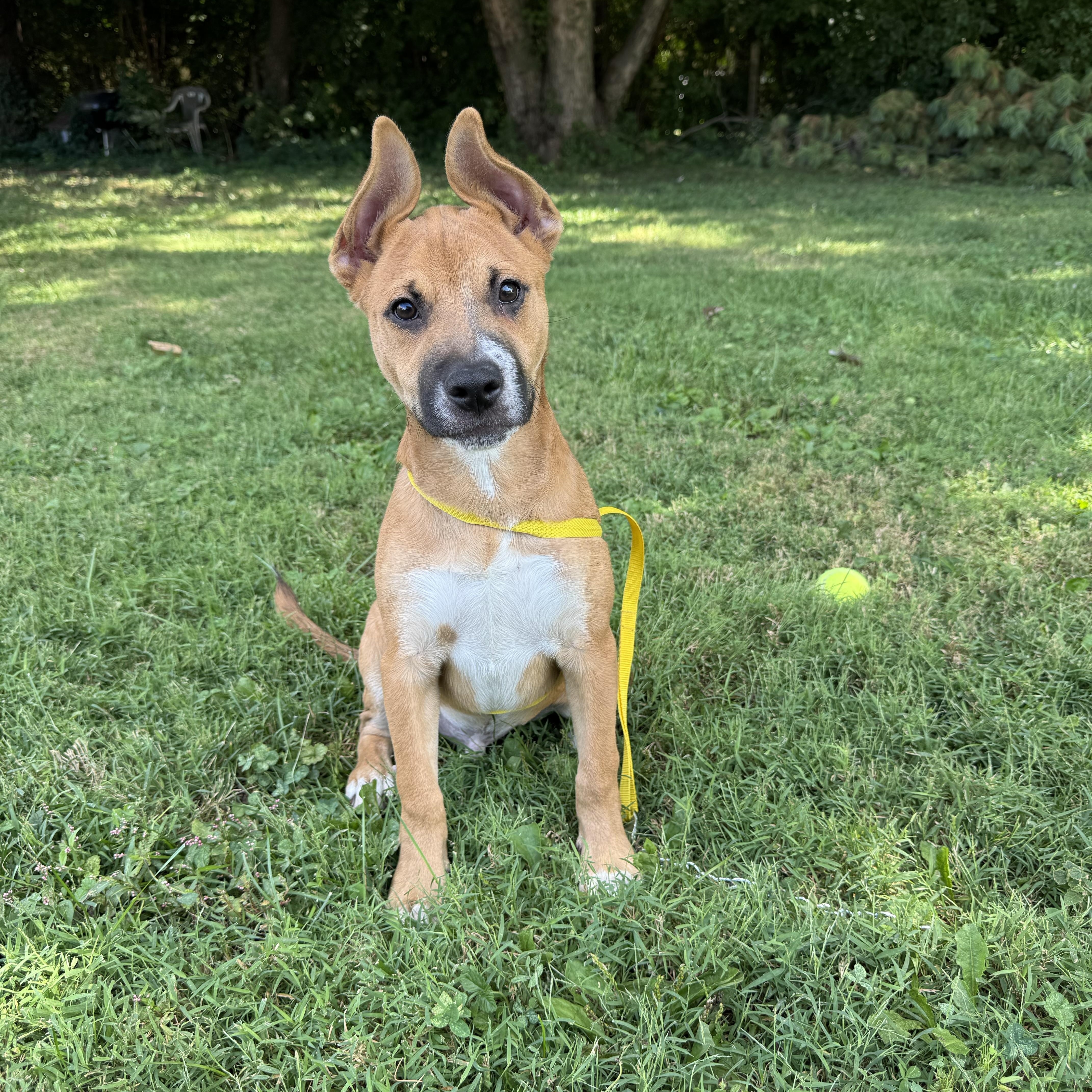 Enlarge Libra, a Adoptable mixed breed in Indianapolis, IN image 4/6