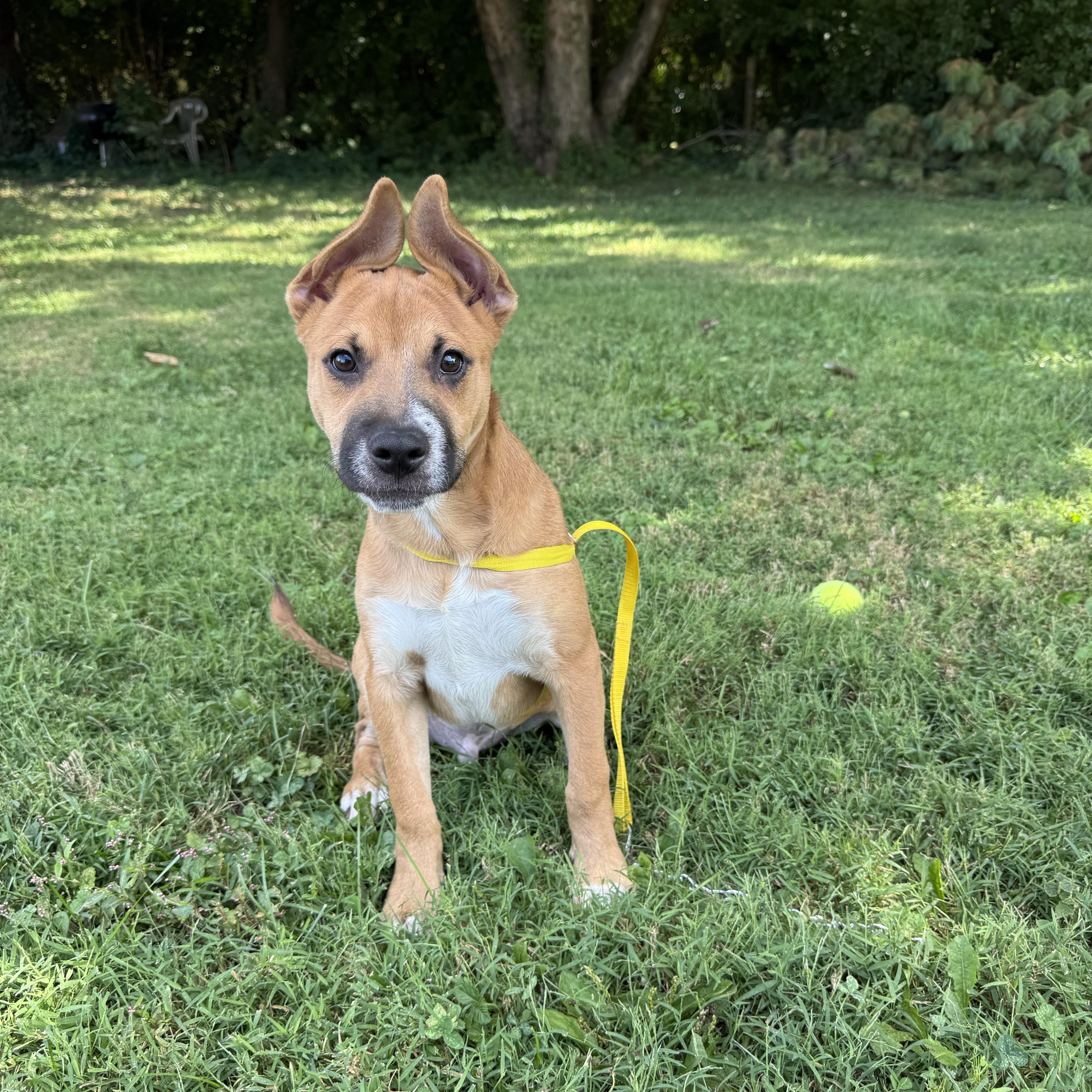 Enlarge Libra, a Adoptable mixed breed in Indianapolis, IN image 5/6