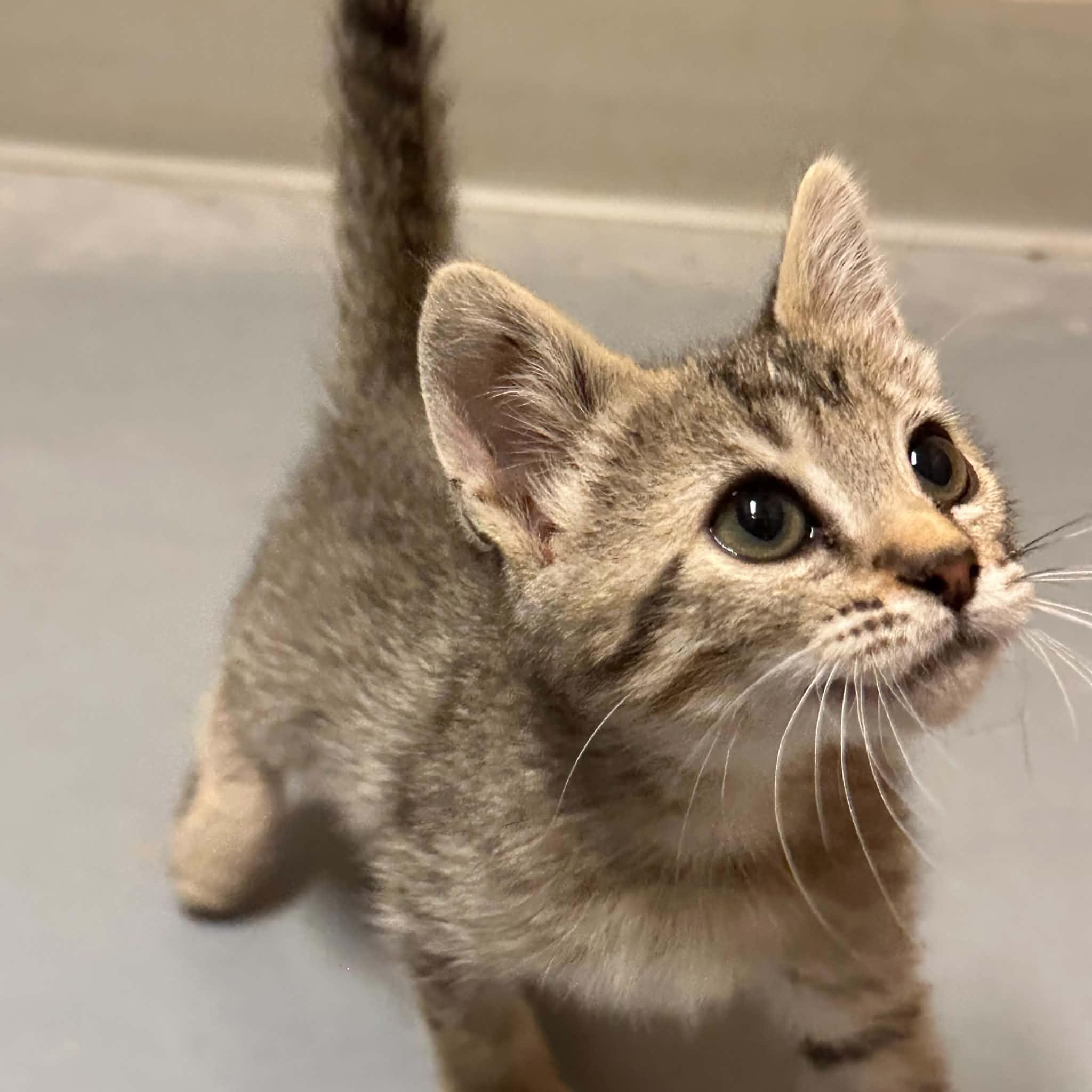 Enlarge Irwin, a Adoptable Domestic Short Hair in Truth or Consequences , NM image 4/6
