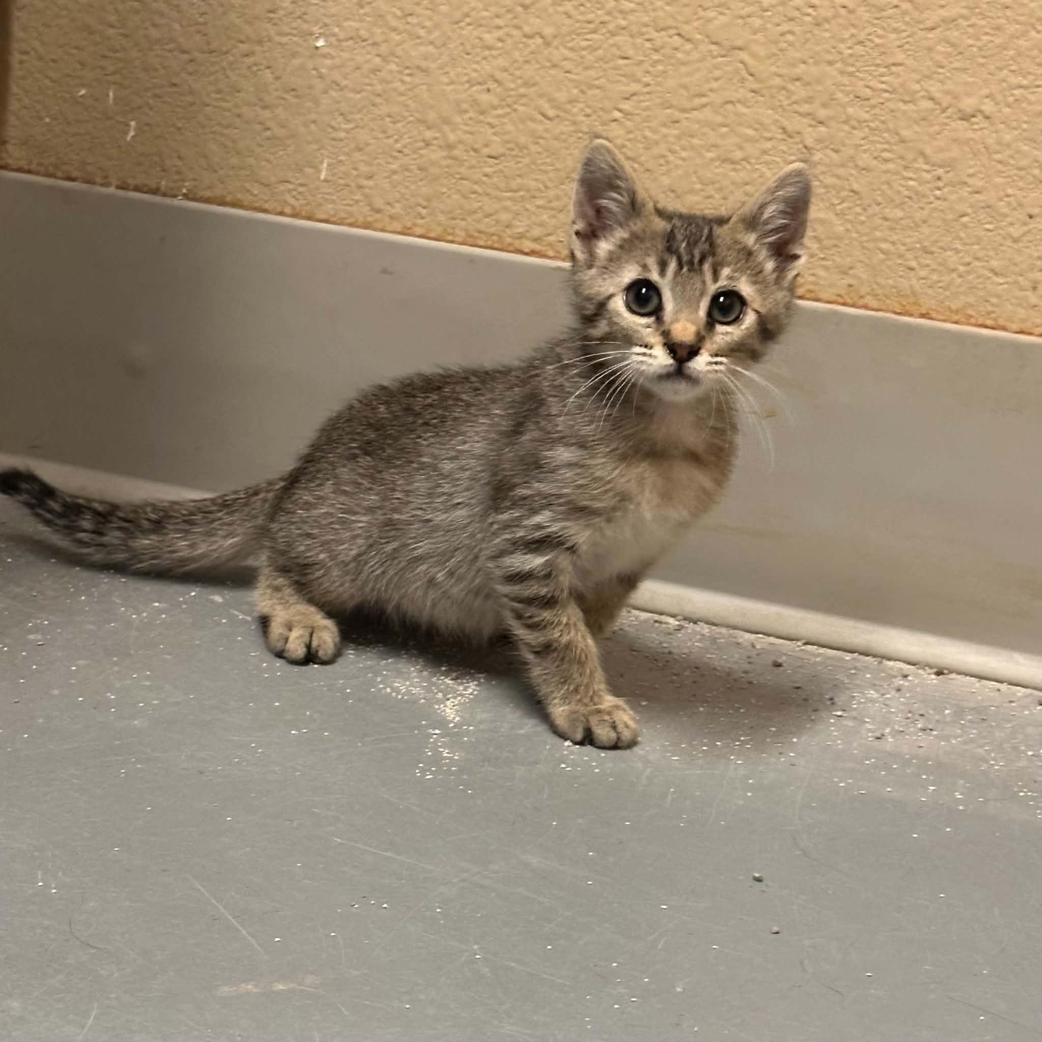 Enlarge Irwin, a Adoptable Domestic Short Hair in Truth or Consequences , NM image 2/6