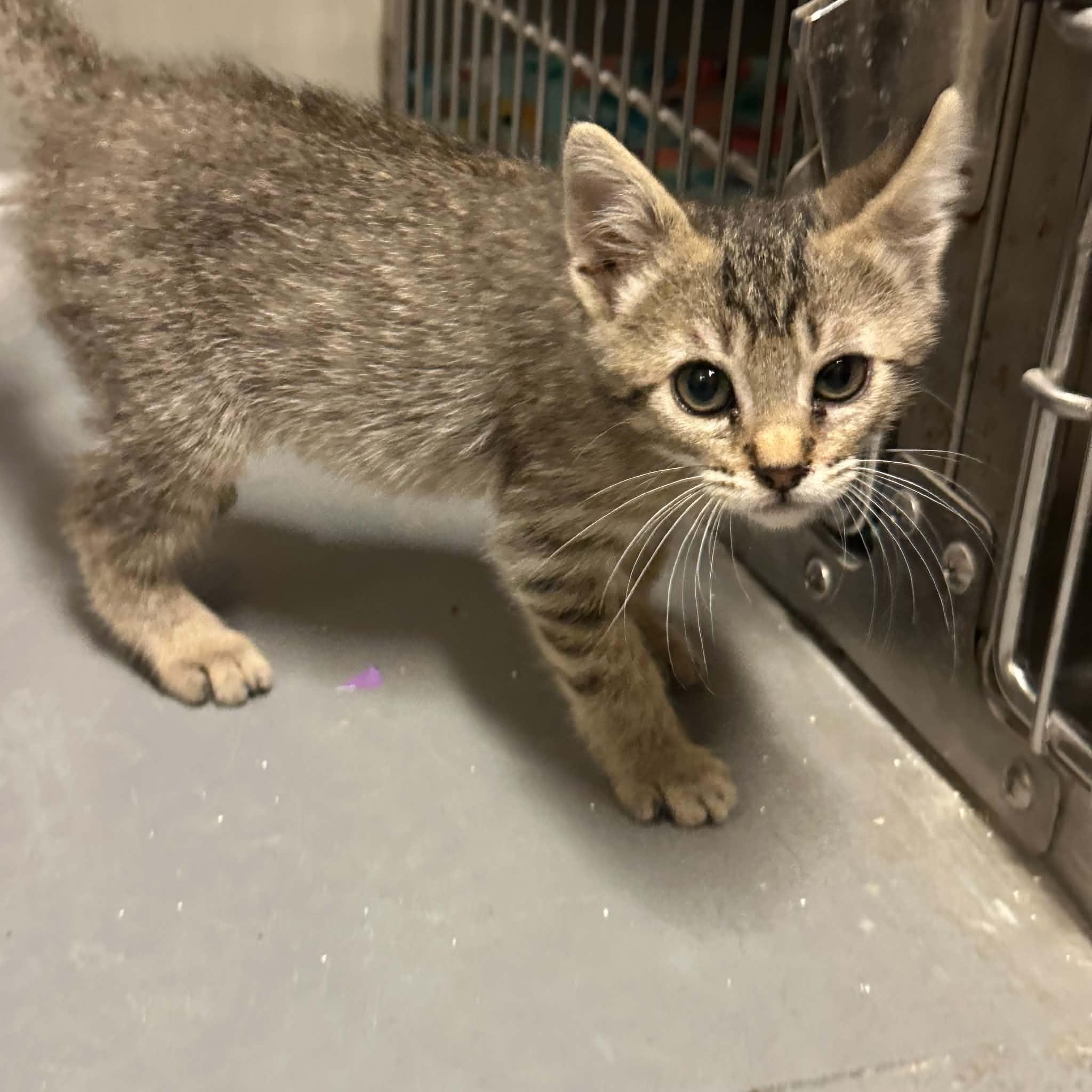 Enlarge Irwin, a Adoptable Domestic Short Hair in Truth or Consequences , NM image 3/6