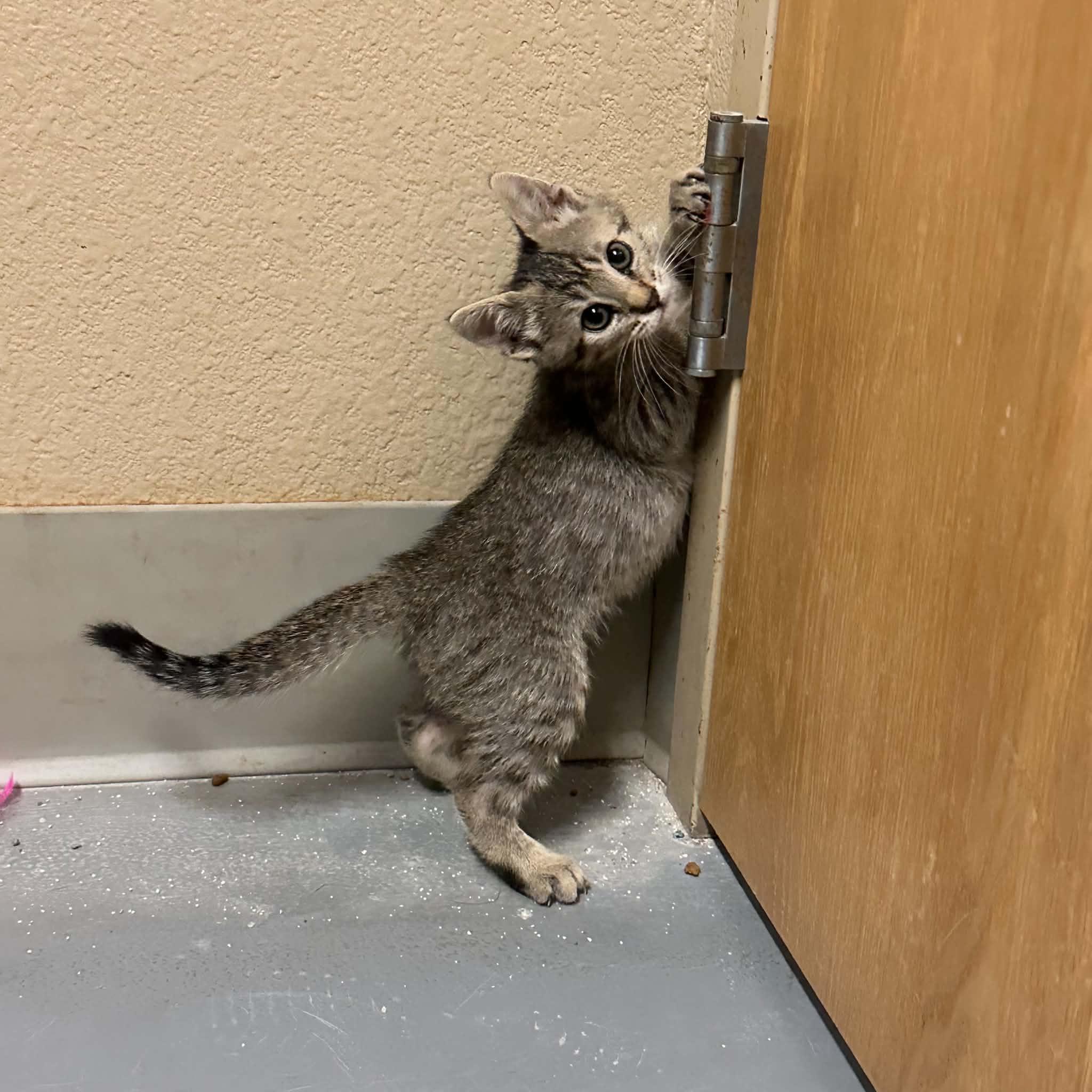 Enlarge Irwin, a Adoptable Domestic Short Hair in Truth or Consequences , NM image 6/6