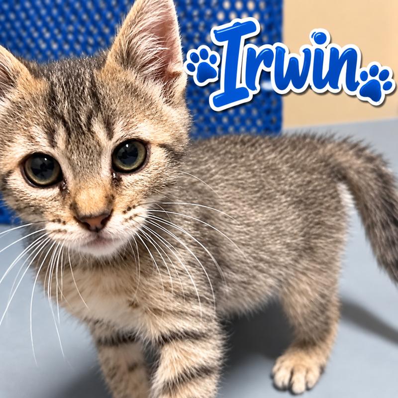 Irwin, Adoptable, Kitten Male Domestic Short Hair.