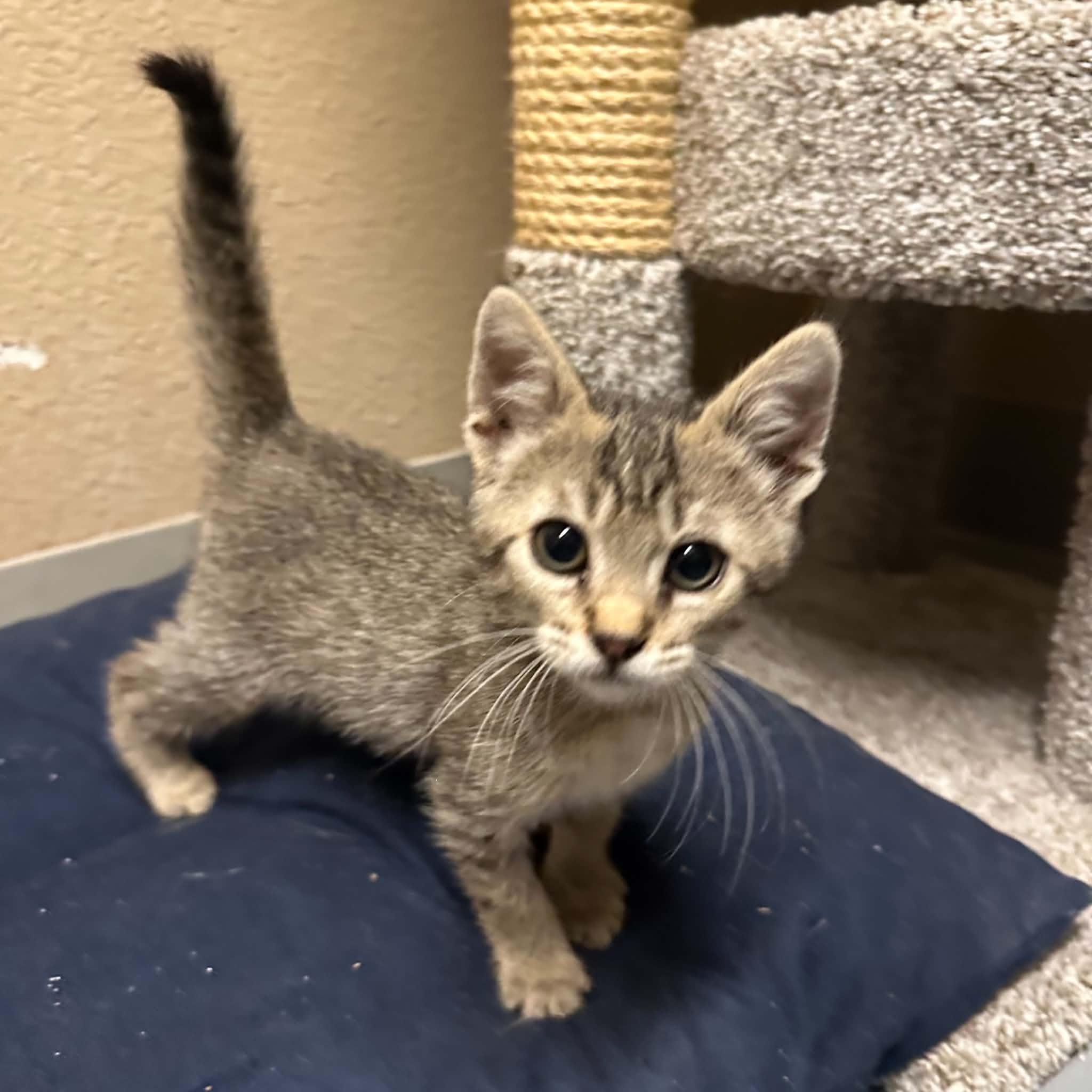 Enlarge Irwin, a Adoptable Domestic Short Hair in Truth or Consequences , NM image 5/6