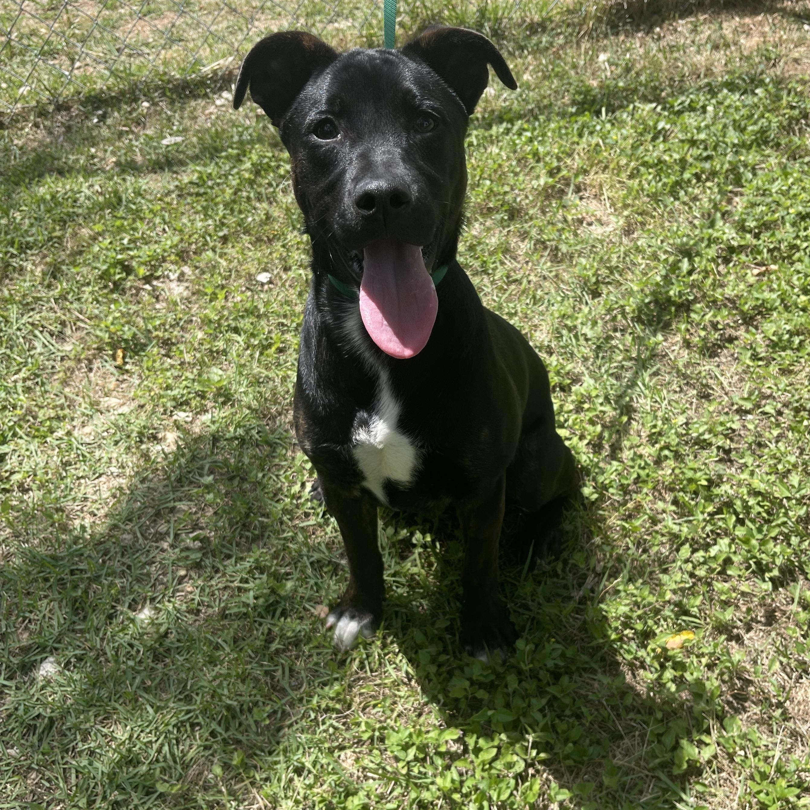 Oreo, ADOPTABLE, Puppy Male Dachshund & American Staffordshire Terrier.