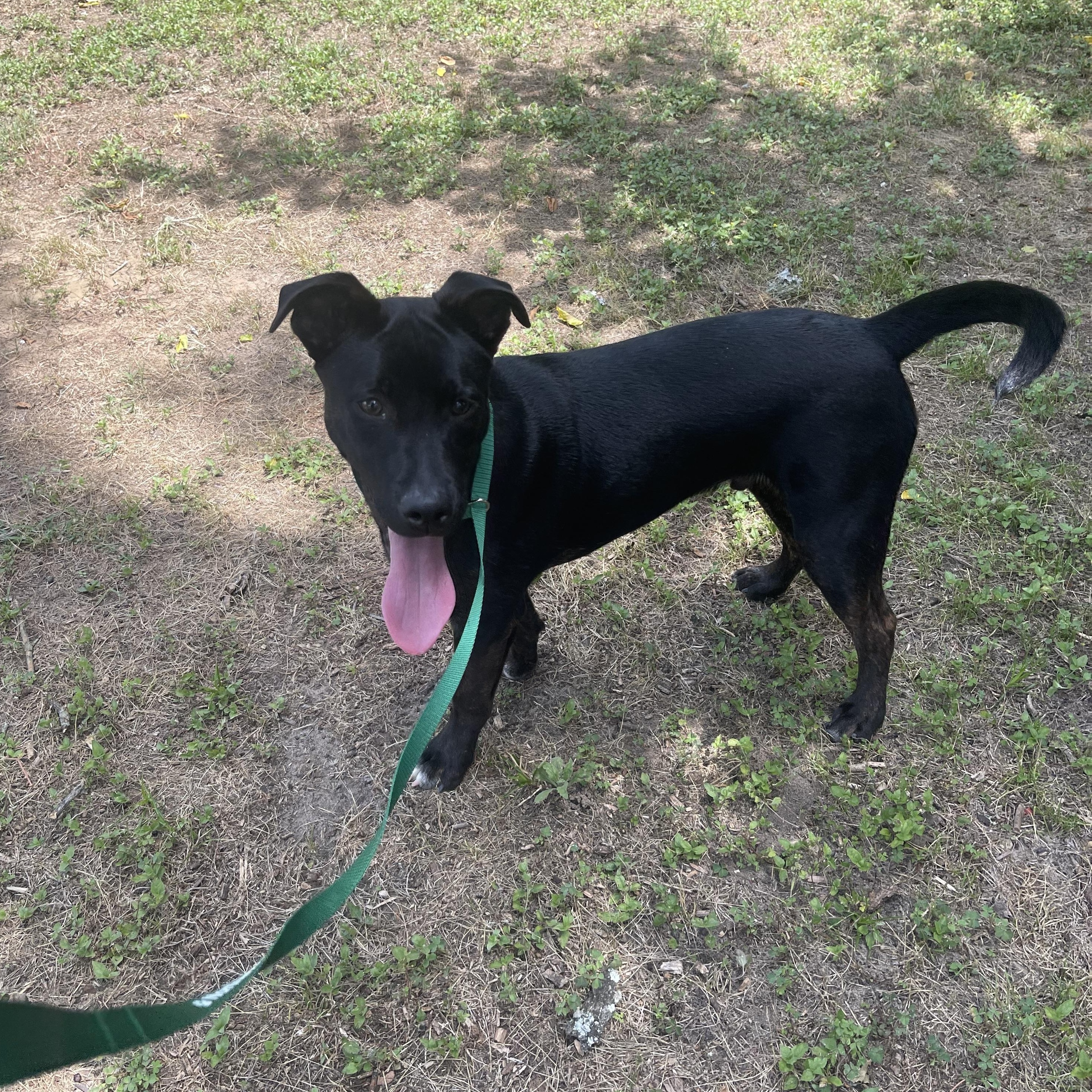 Oreo, a ADOPTABLE mixed breed in Tallahassee, FL image 2/2