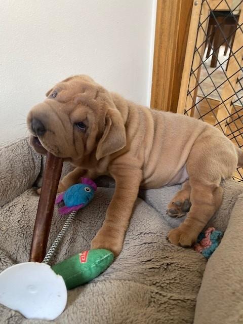 Enlarge Kluska, a Adopted Shar-Pei in Orland Park, IL image 3/4