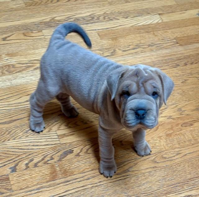 Enlarge Kluska, a Adopted Shar-Pei in Orland Park, IL image 1/4
