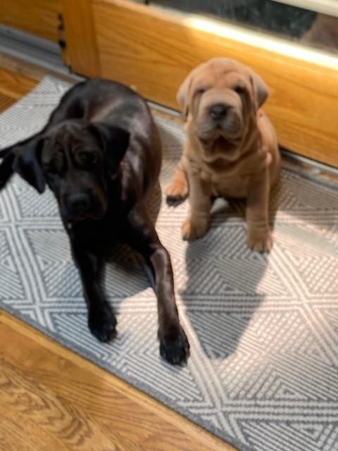 Enlarge Kluska, a Adopted Shar-Pei in Orland Park, IL image 2/4