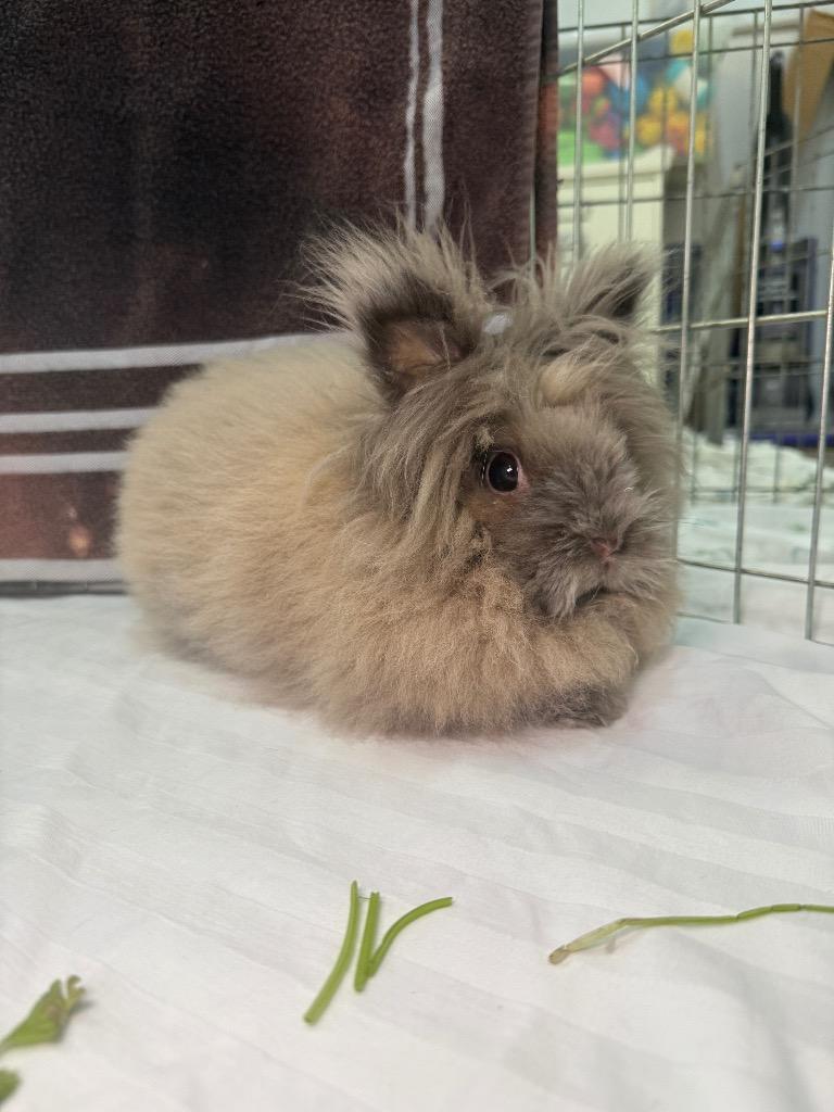 Lola 1, Adoptable, Young Female American.