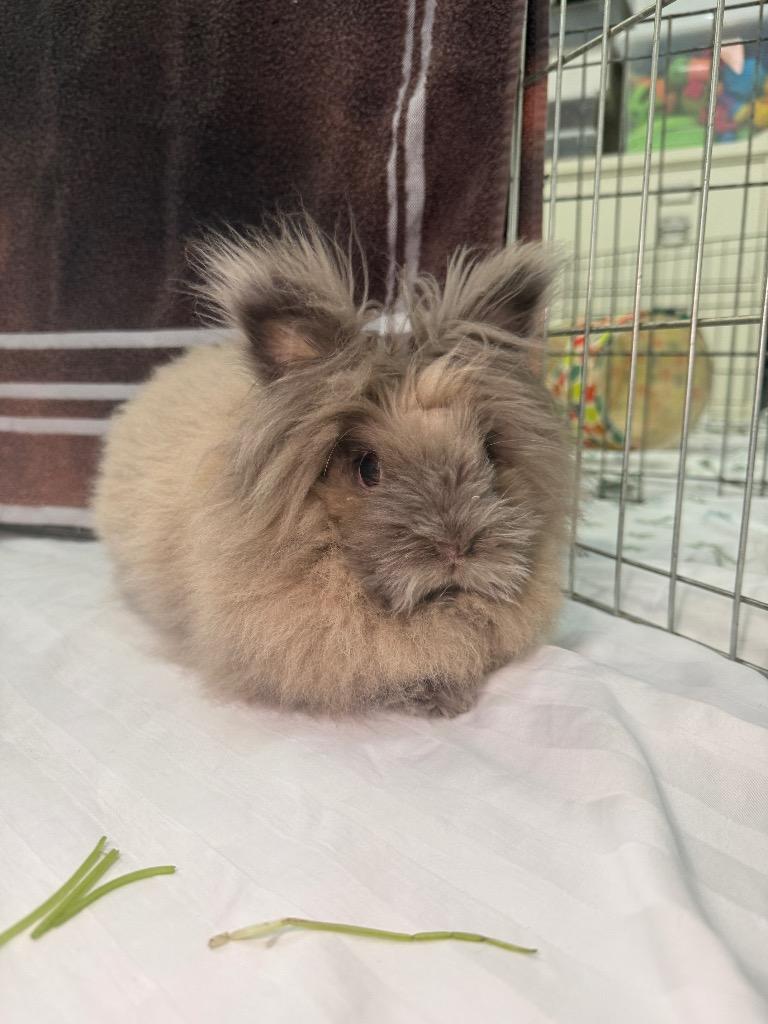 Enlarge Lola 1, a Adoptable American in Pflugerville, TX image 2/5