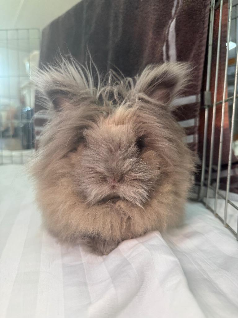 Enlarge Lola 1, a Adoptable American in Pflugerville, TX image 3/5