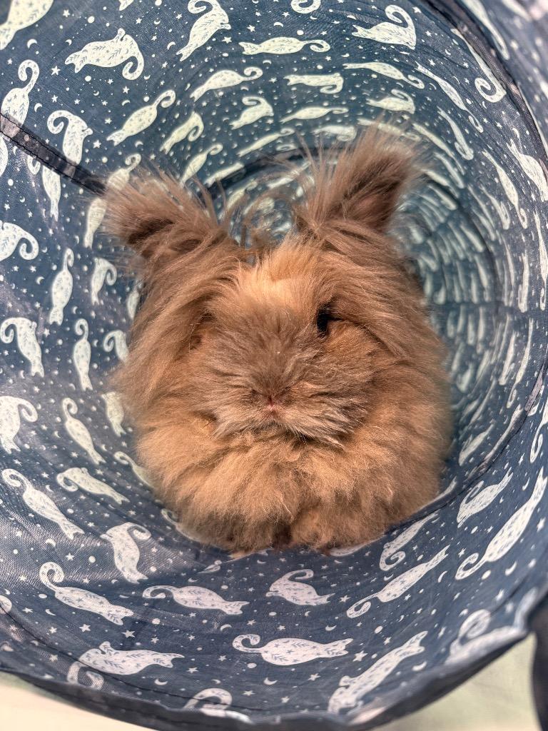 Enlarge Lola 1, a Adoptable American in Pflugerville, TX image 4/5