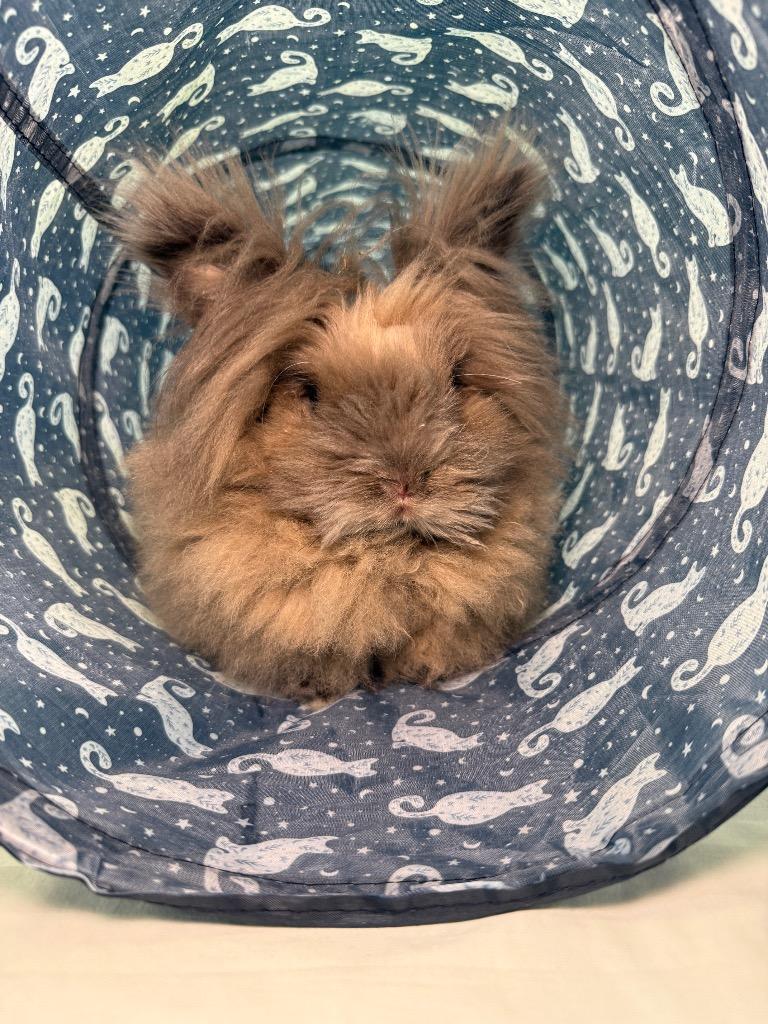 Enlarge Lola 1, a Adoptable American in Pflugerville, TX image 5/5