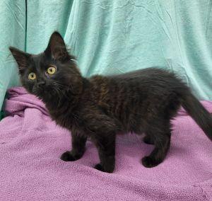 Enlarge Pluto, a ADOPTABLE Domestic Long Hair in Bucyrus, OH image 3/4