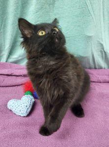 Enlarge Pluto, a ADOPTABLE Domestic Long Hair in Bucyrus, OH image 4/4