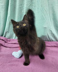 Pluto, ADOPTABLE, Young Male Domestic Long Hair.