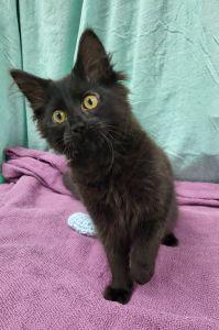 Enlarge Pluto, a ADOPTABLE Domestic Long Hair in Bucyrus, OH image 2/4