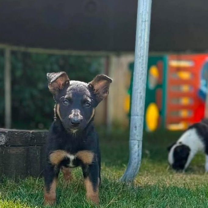 Enlarge Reece, a Adoptable mixed breed in Buckley, WA image 6/6
