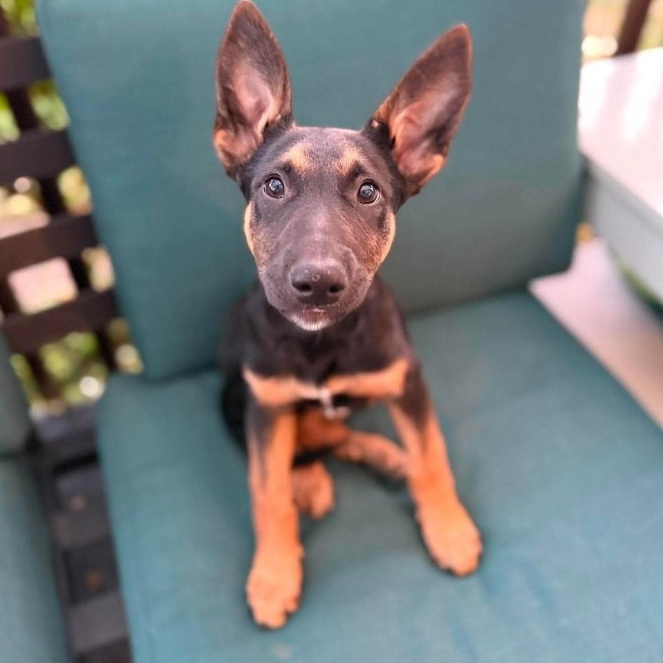 Reece, Adoptable, Young Female Shepherd & Australian Cattle Dog / Blue Heeler.