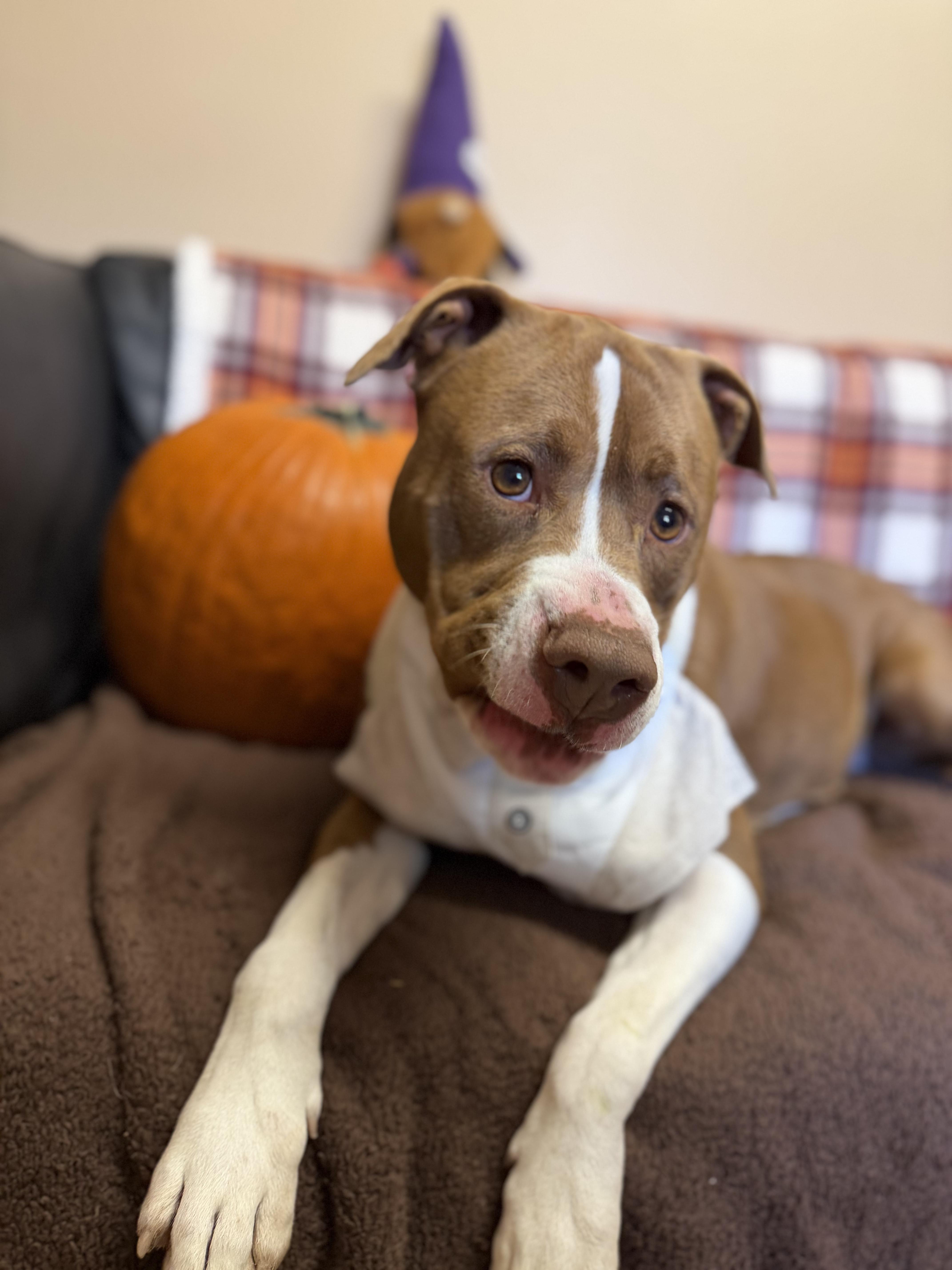 Chong, a Adoptable Pit Bull Terrier in Rock Hill, NY image 2/3