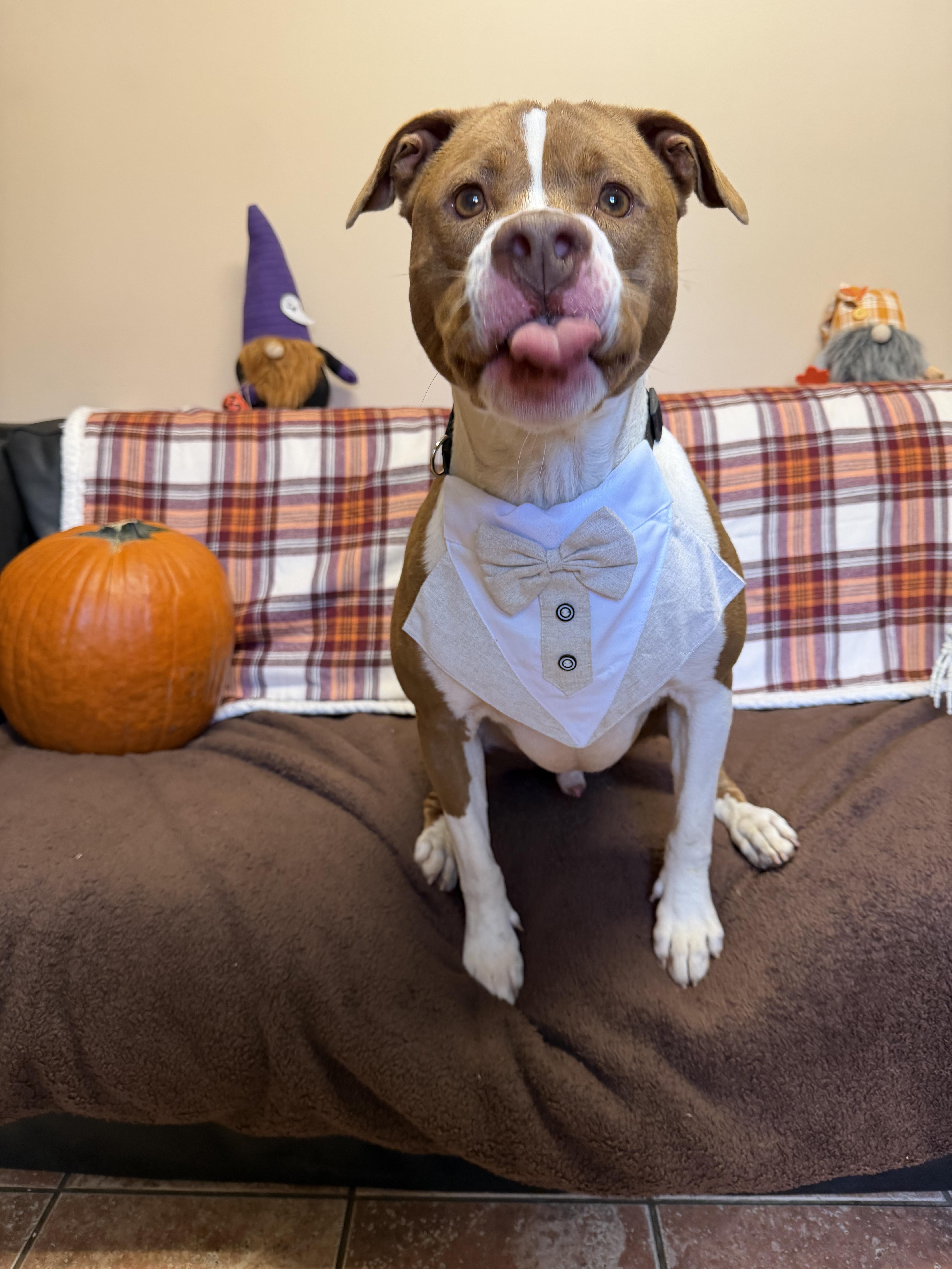 Chong, Adoptable, Adult Male Pit Bull Terrier.