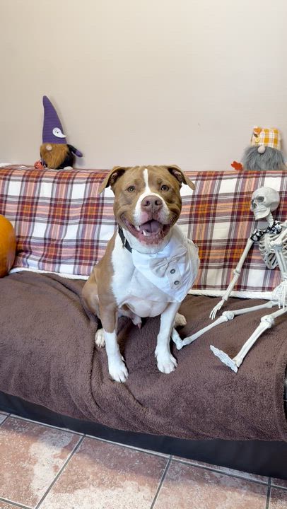 Enlarge Chong, a Adoptable Pit Bull Terrier in Rock Hill, NY video 3/3