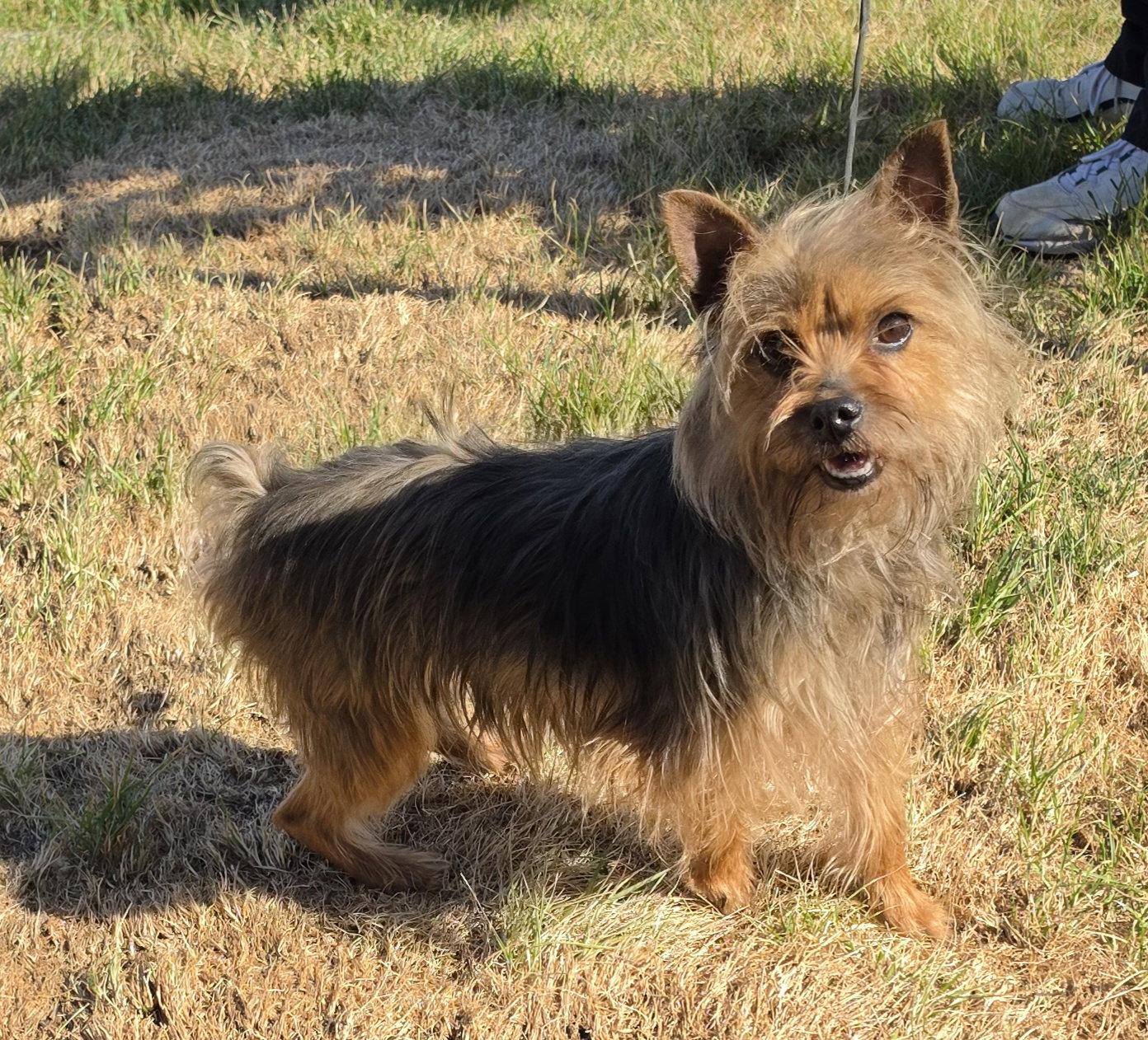 Chloe, a Adoptable Yorkshire Terrier in Hollywood, MD image 1/2