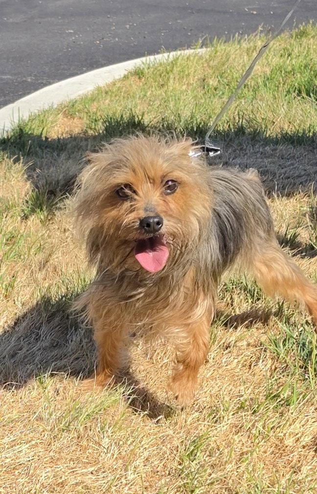 Chloe, a Adoptable Yorkshire Terrier in Hollywood, MD image 2/2