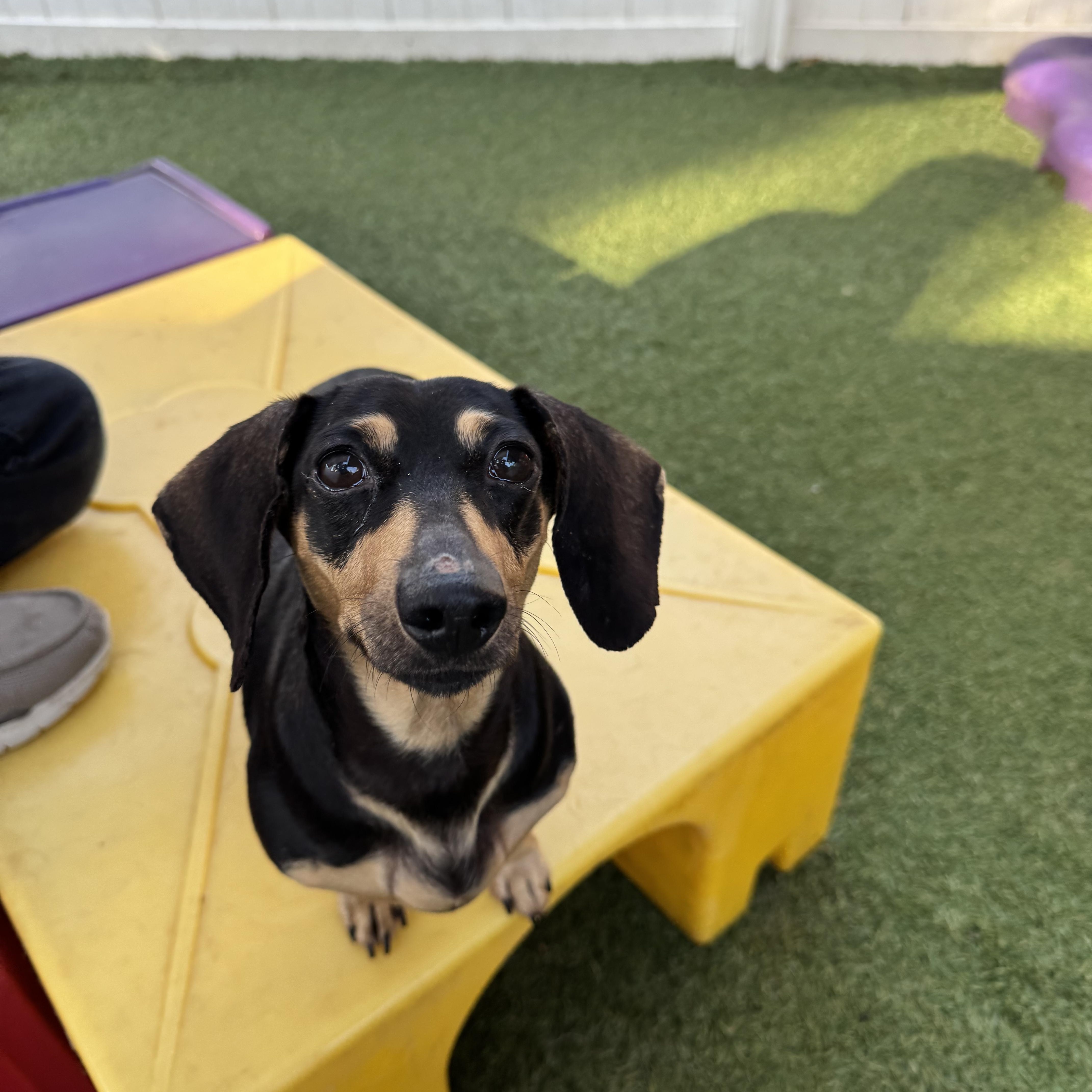 Anna, an adopted Dachshund in Baton Rouge, LA image 4/5