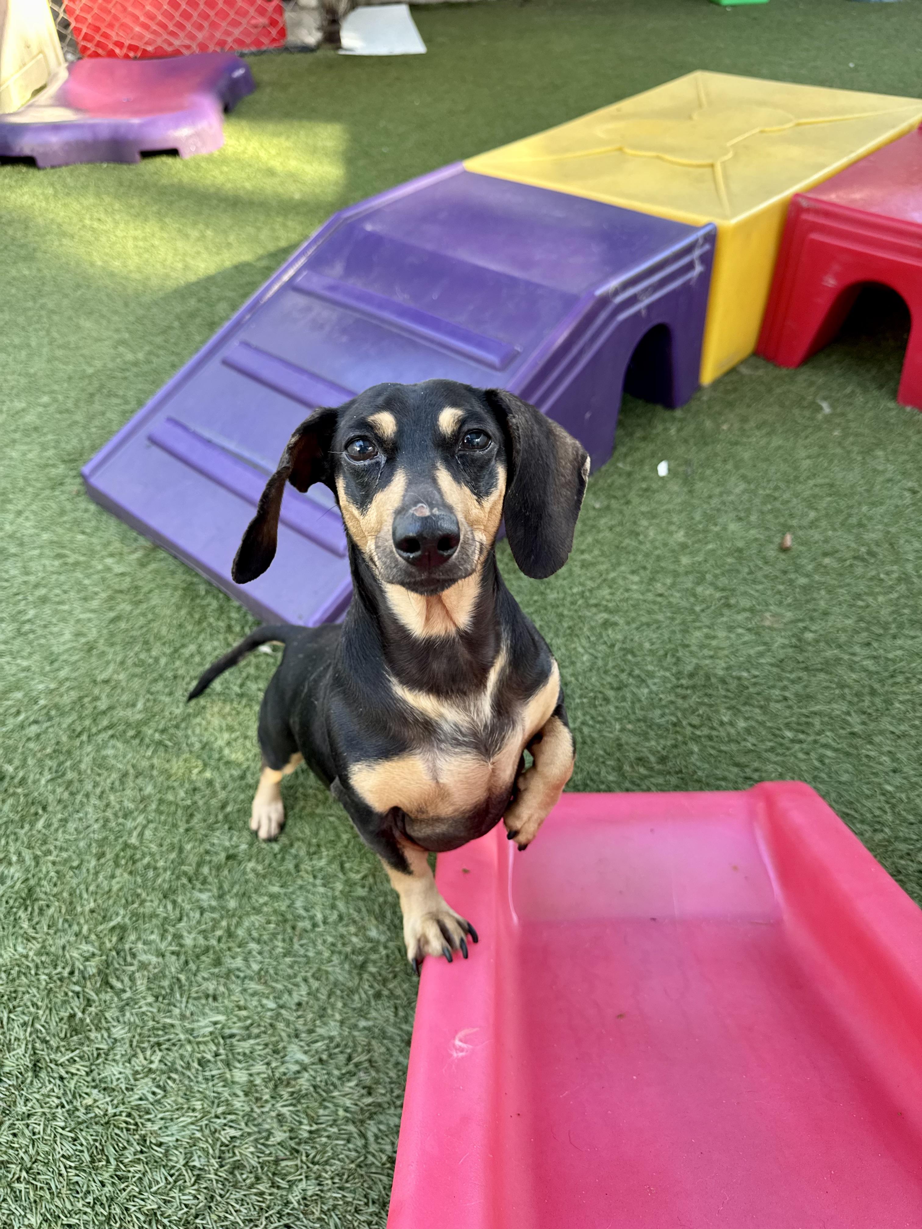 Anna, an adopted Dachshund in Baton Rouge, LA image 2/5