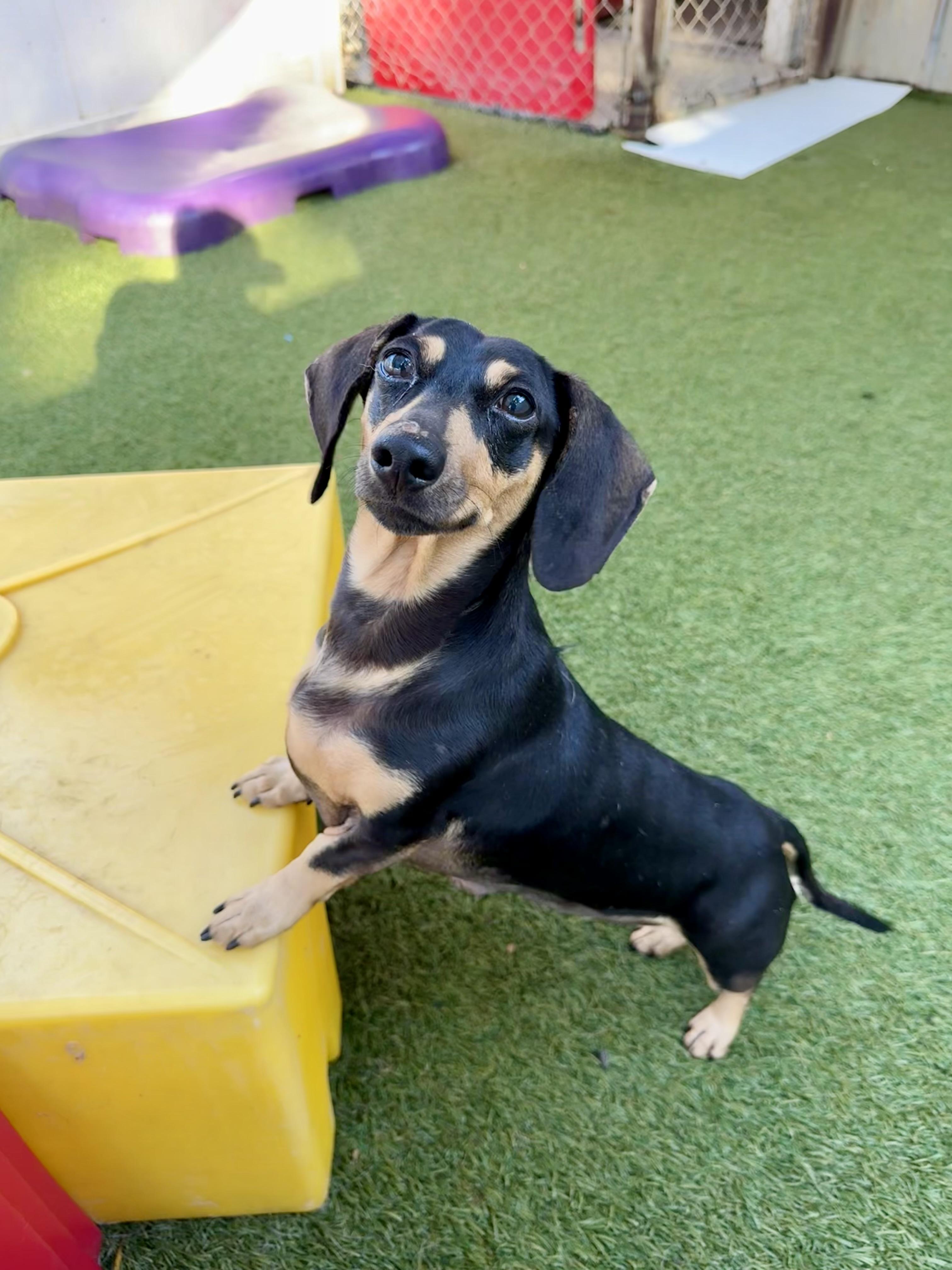 Anna, an adopted Dachshund in Baton Rouge, LA image 5/5