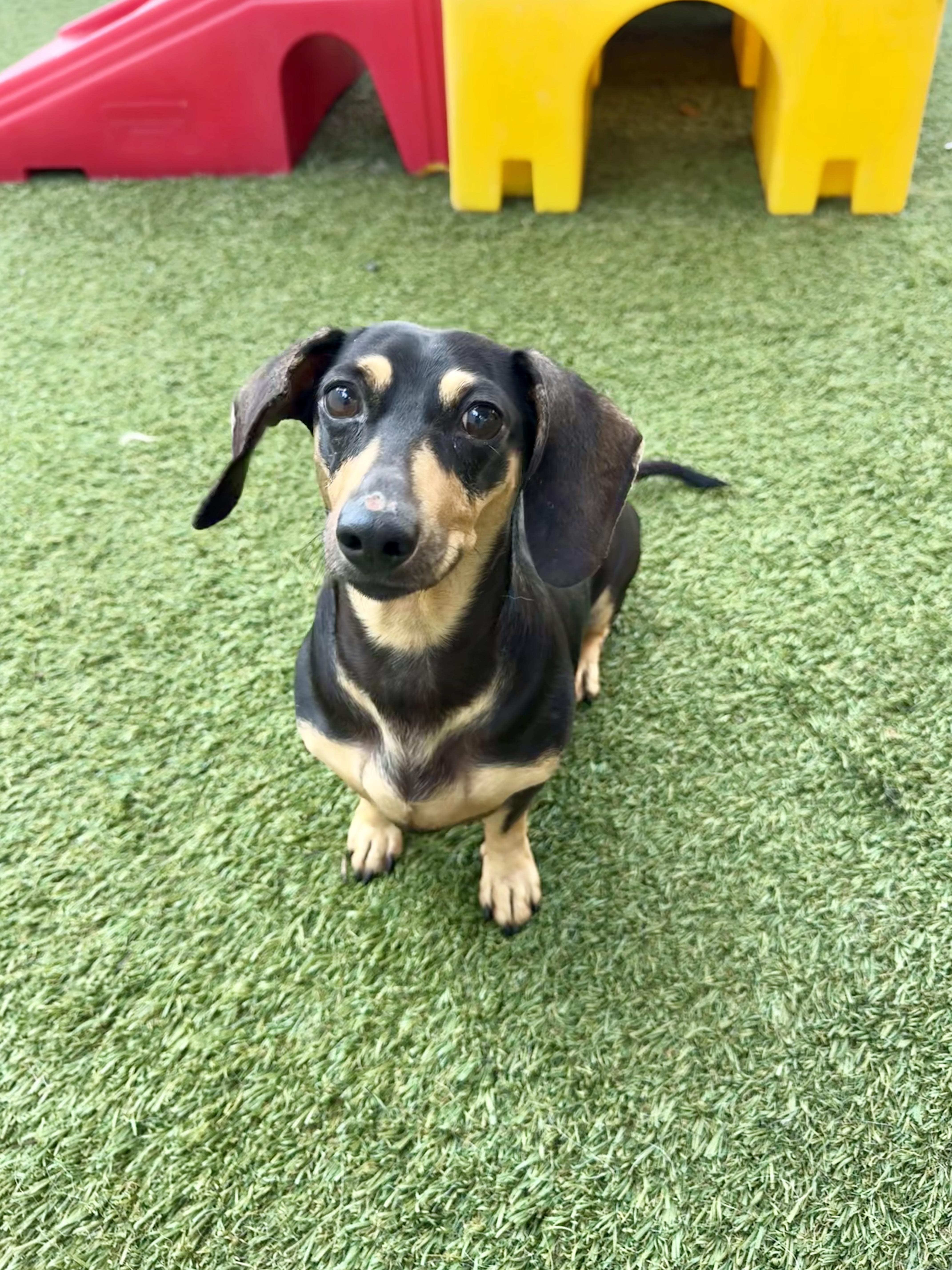Anna, an adopted Dachshund in Baton Rouge, LA image 1/5