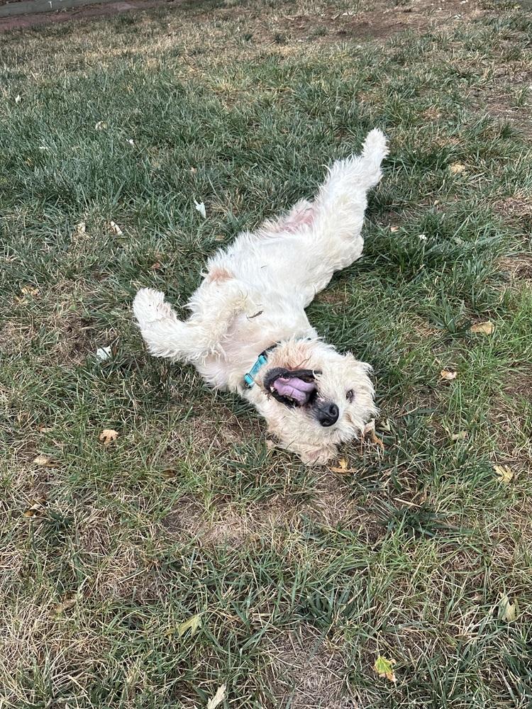 Cornelius, Adoptable, Adult Male Wheaten Terrier.