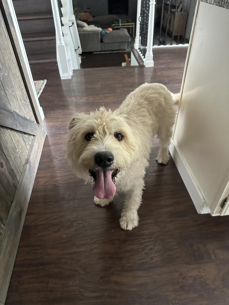 Enlarge Cornelius, a Adoptable mixed breed in Aurora, CO image 2/5