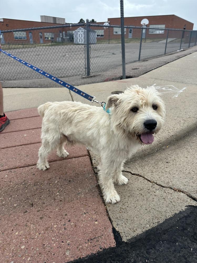 Enlarge Cornelius, a Adoptable mixed breed in Aurora, CO image 4/5