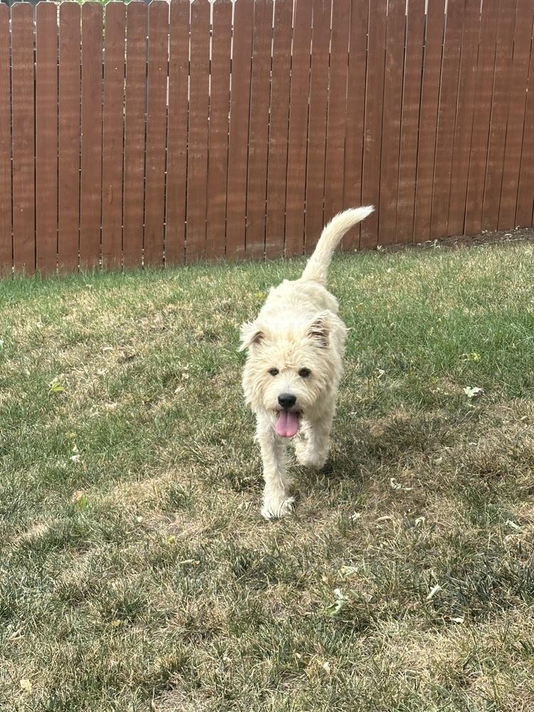 Enlarge Cornelius, a Adoptable mixed breed in Aurora, CO image 5/5