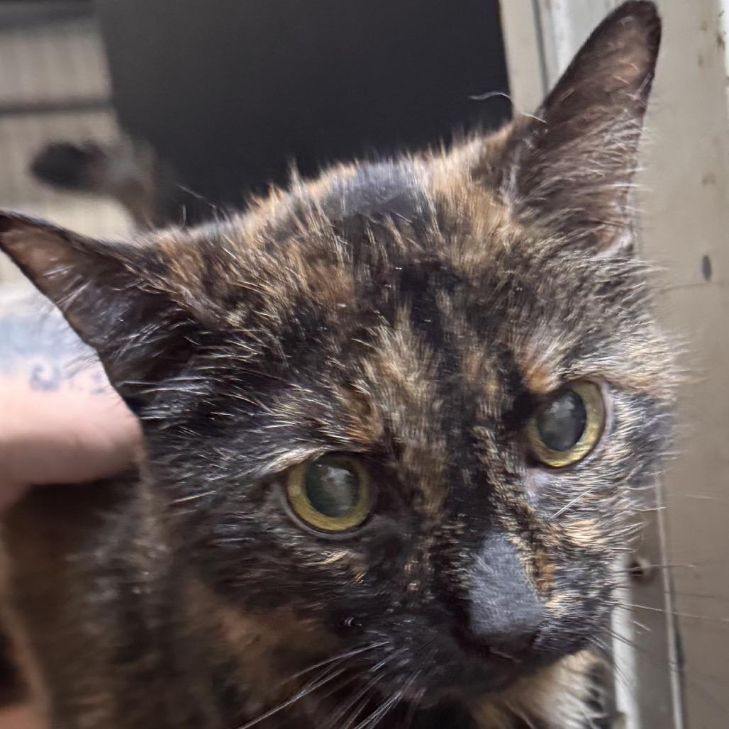 Ziva (Peggy Jean), Adoptable, Senior Female Domestic Short Hair.